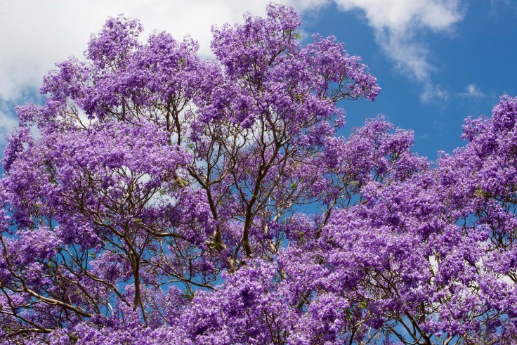 jacaranda-268926_1920